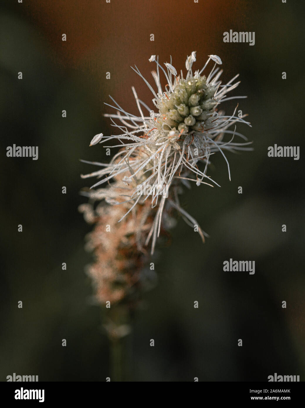 Closeup and nature photography hi-res stock photography and images - Alamy