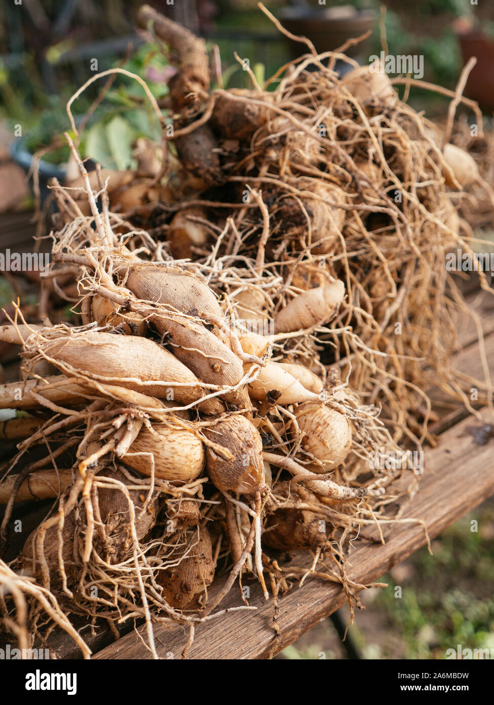 Dahlia tubers cleaned and drying before winter storage Stock Photo Alamy