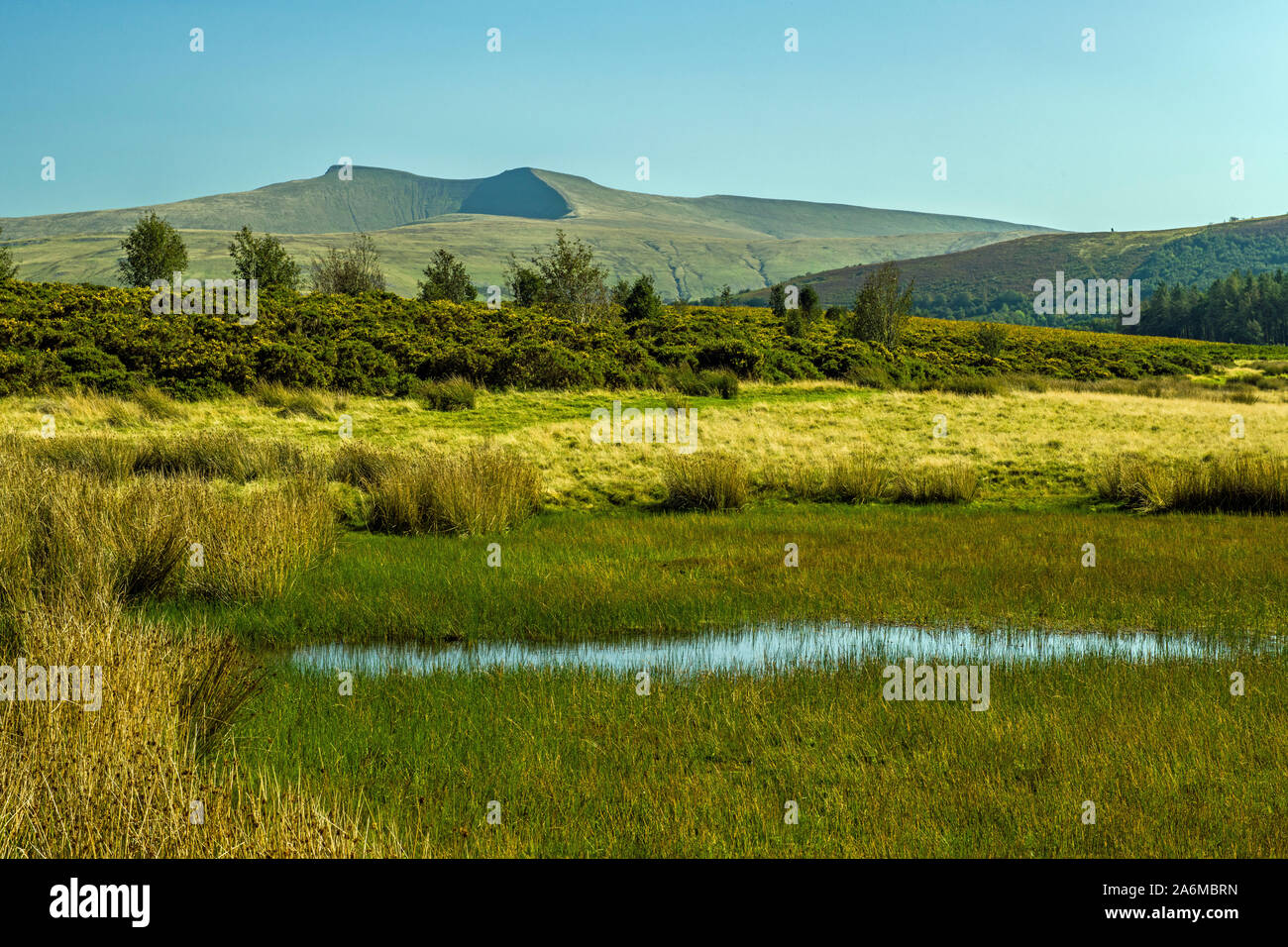 The view of both Pen y Fan and Corn Du from Mynydd Illtyd Common in the