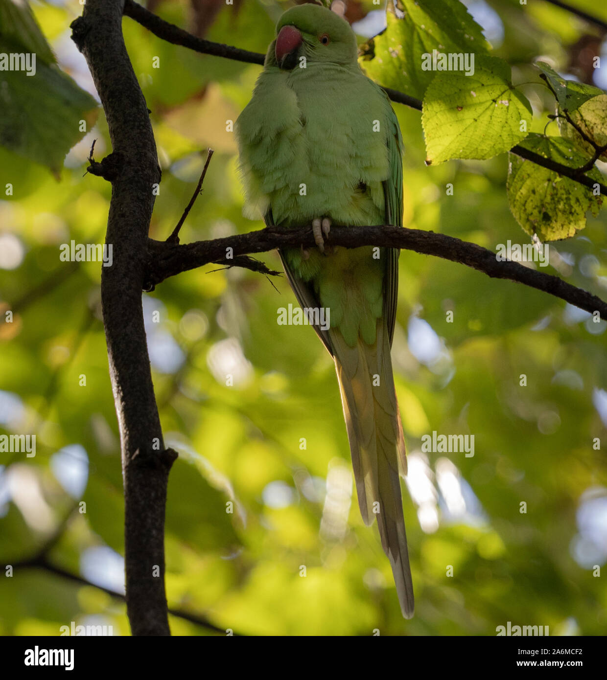 Rose Ringed Parakeet / Ring Necked Parakeet in Tree in Hyde Park Stock Photo