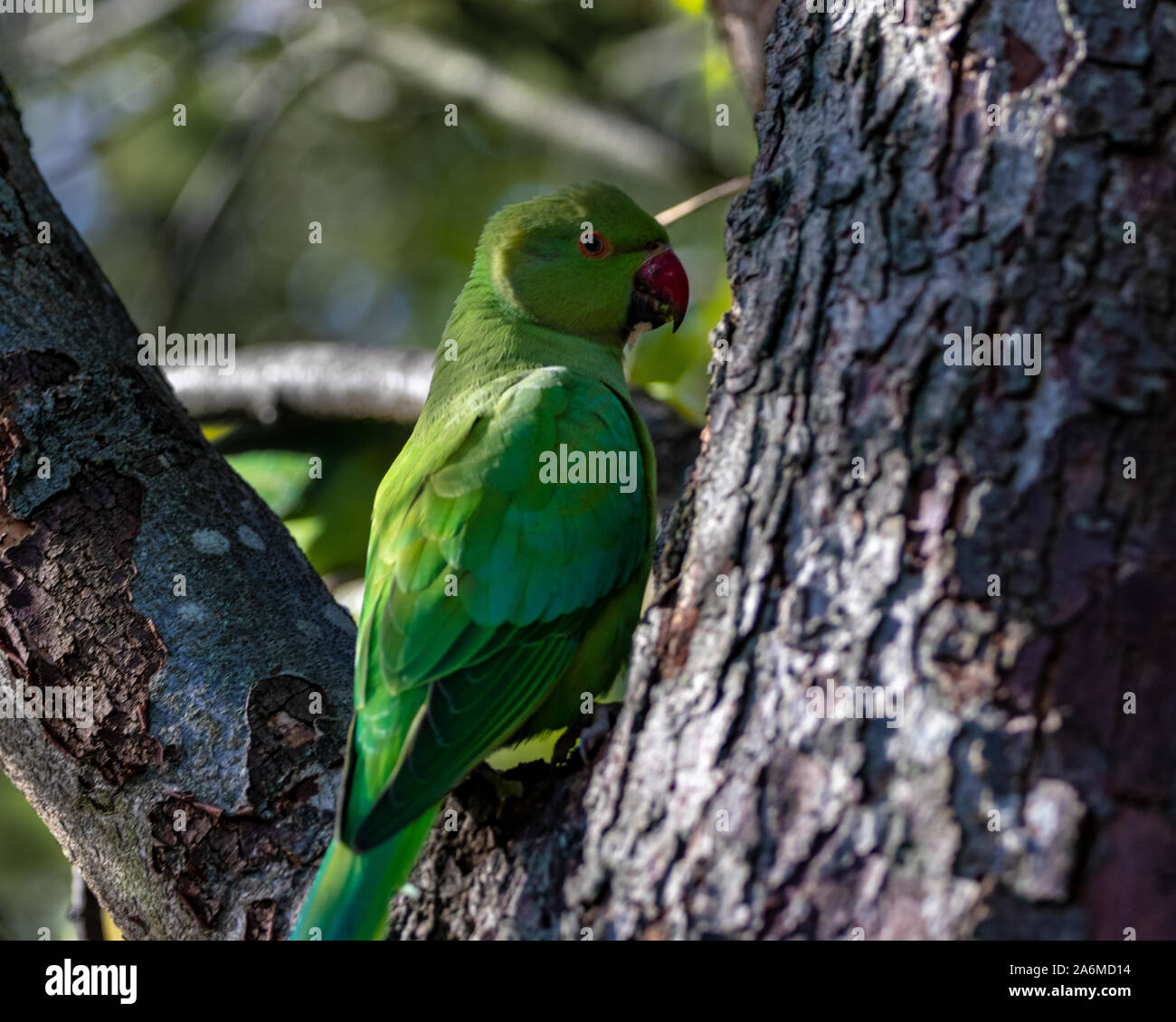 Rose Ringed Parakeet / Ring Necked Parakeet in Tree in Hyde Park Stock Photo