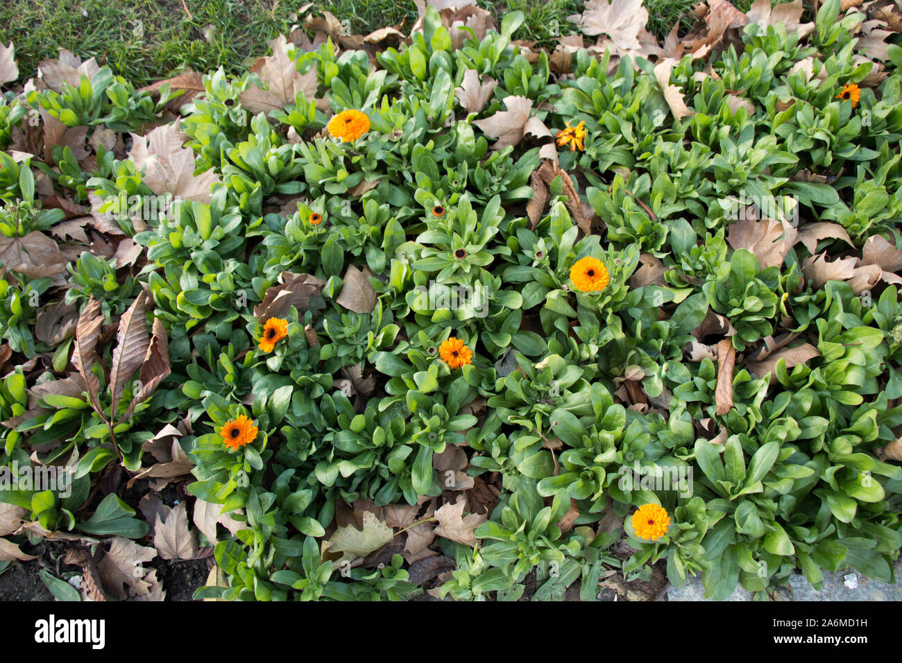 Beautiful fresh flowers as a nature background Stock Photo - Alamy