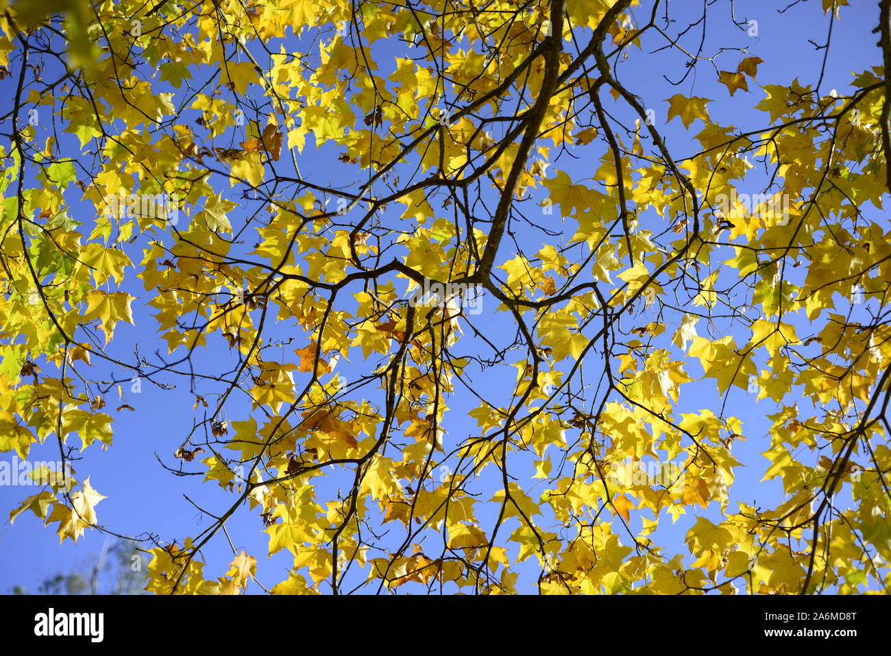 Falling yellow leaves hi-res stock photography and images - Alamy