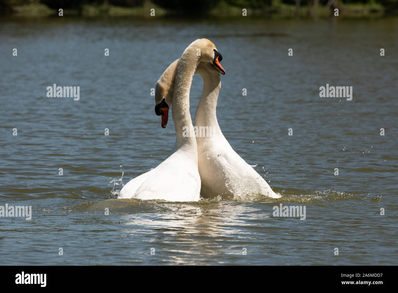 A Mute Swan Mating Pair Showing Affection Stock Photo Alamy