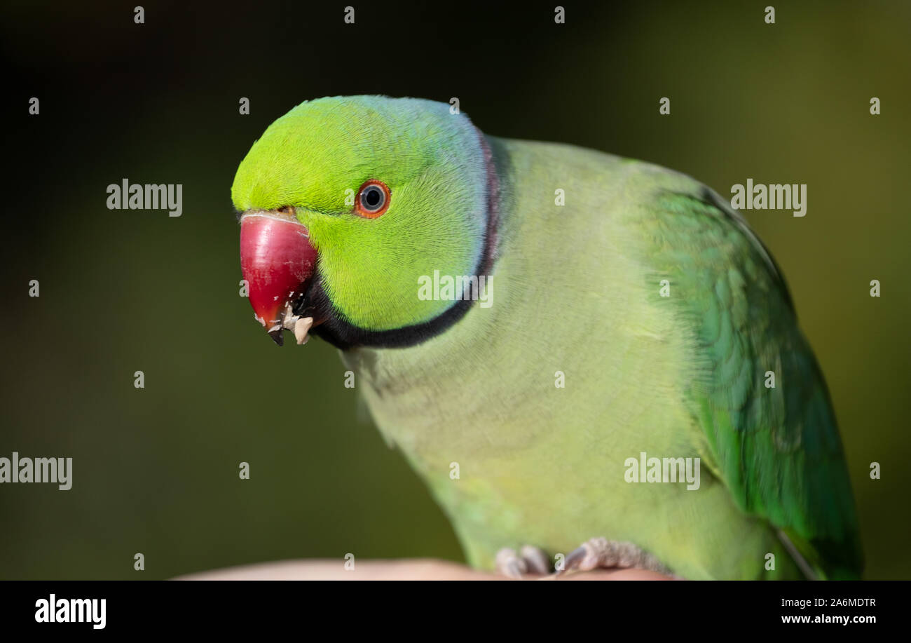 Bird Eating, Ring Necked Parakeet, Rose Ringed Parakeet Stock Photo Alamy