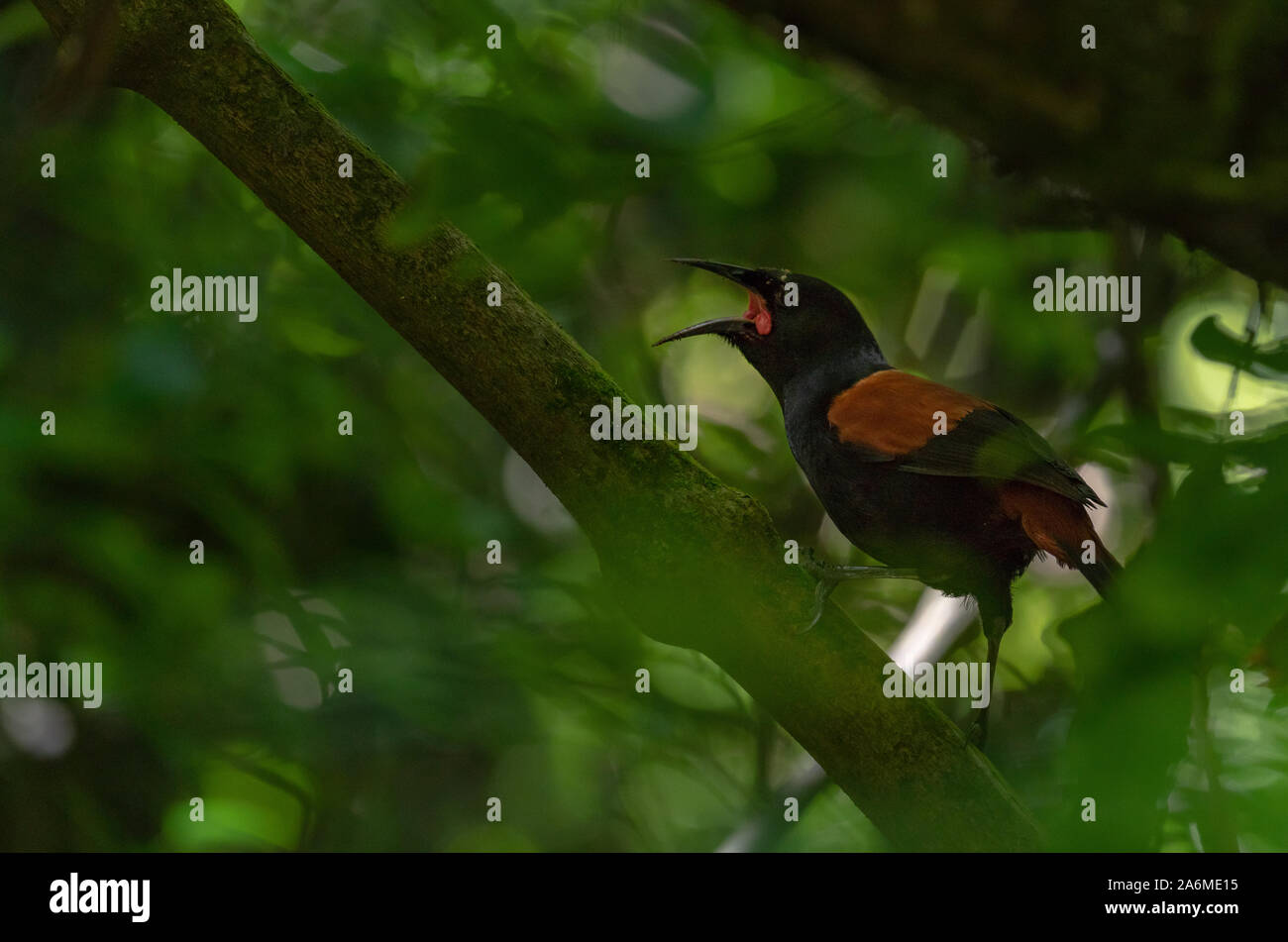 A Near Threatened North Island Saddleback Singing in the Dark Canopy of the Forest Stock Photo