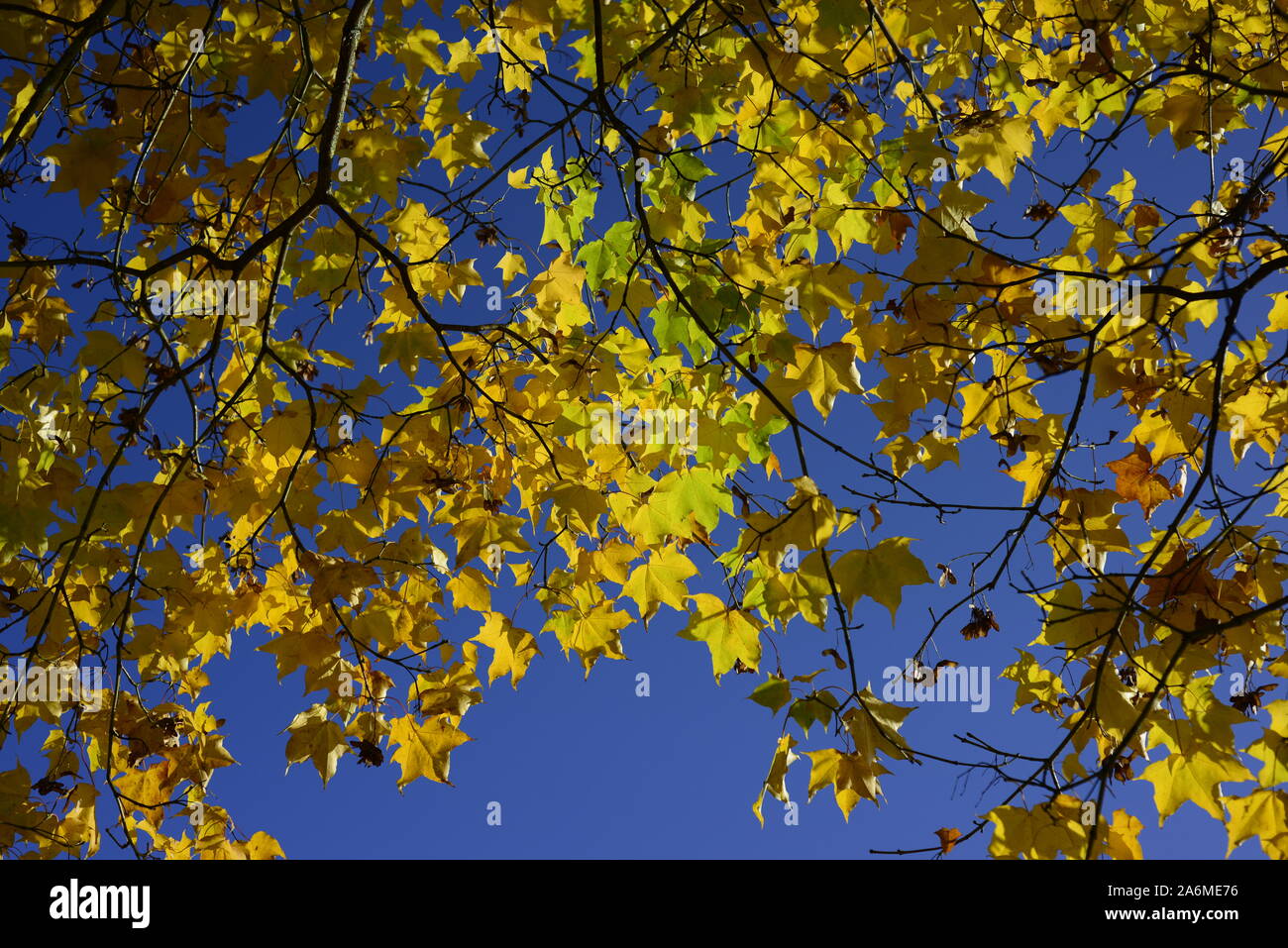 Falling yellow leaves hi-res stock photography and images - Alamy