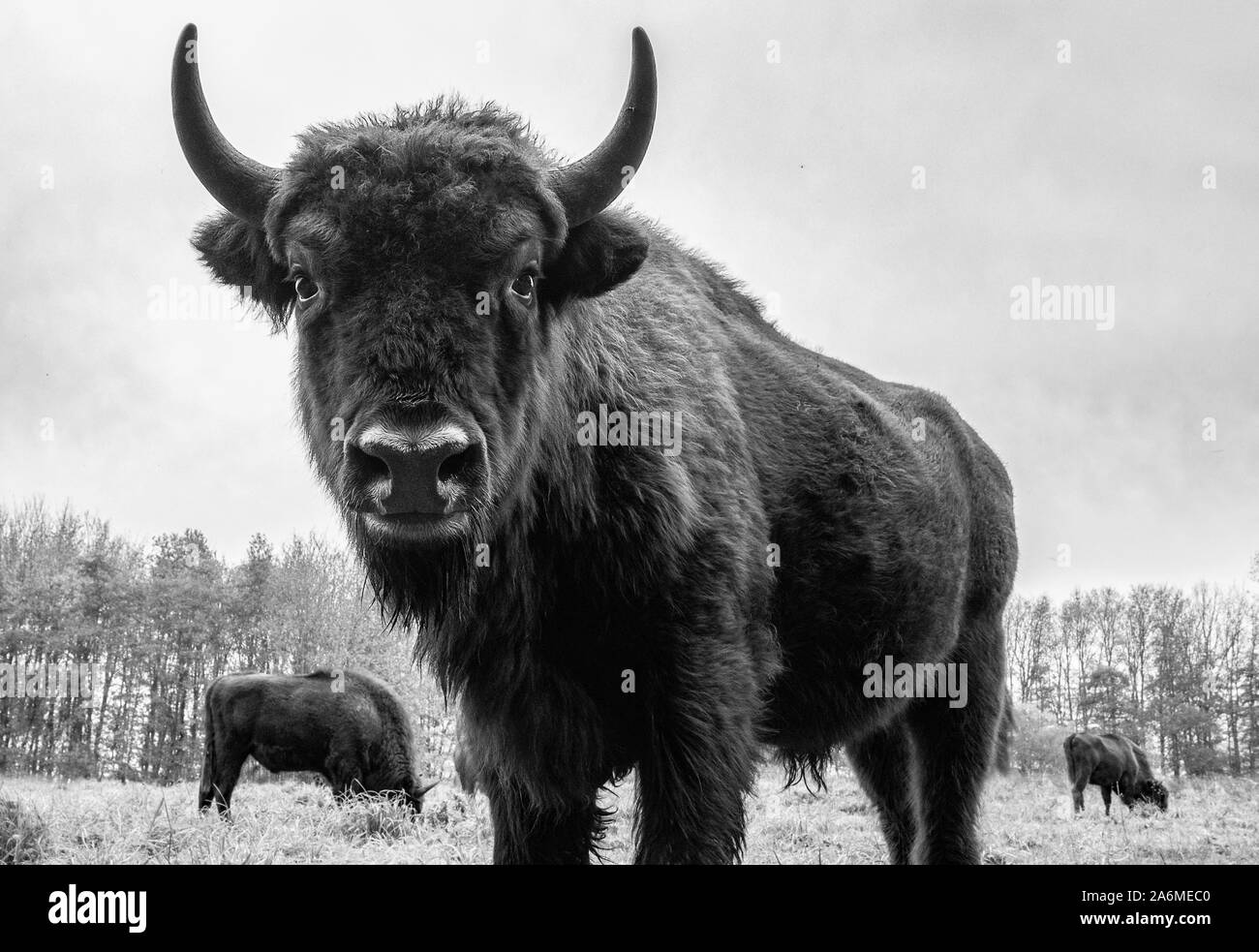 Bison Close Up Buffalo Stock Photo - Alamy