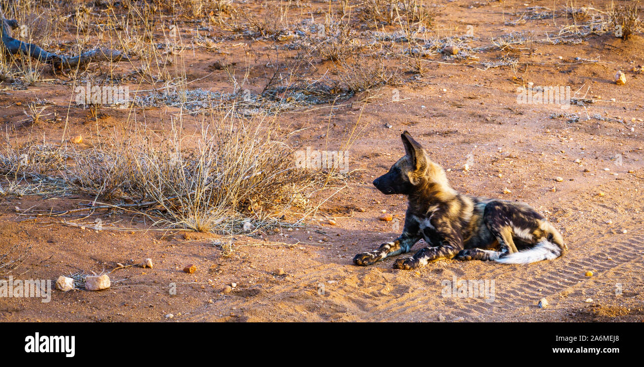 a pack of wild dogs in kruger national park in mpumalanga in south africa Stock Photo