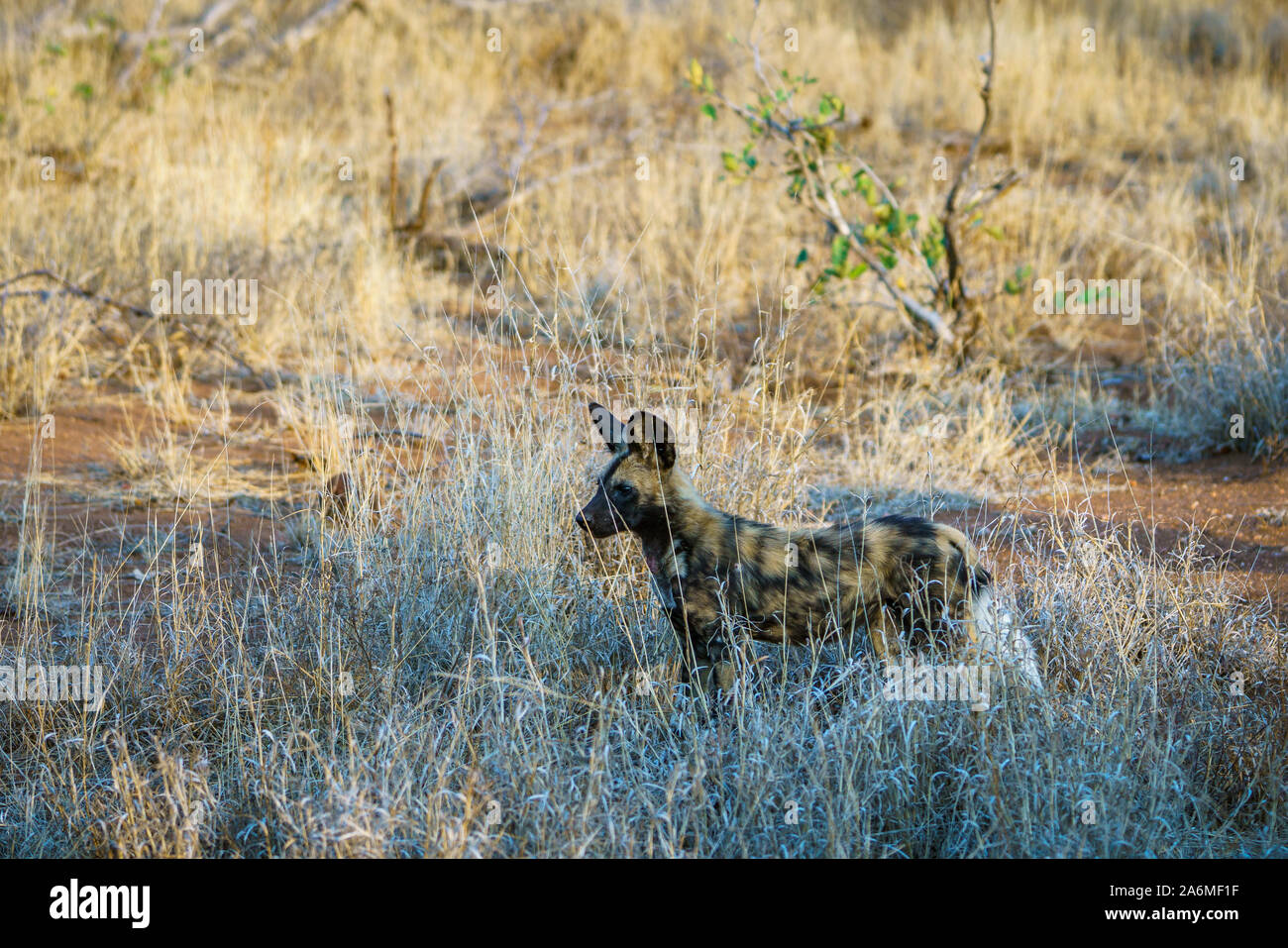 a pack of wild dogs in kruger national park in mpumalanga in south africa Stock Photo