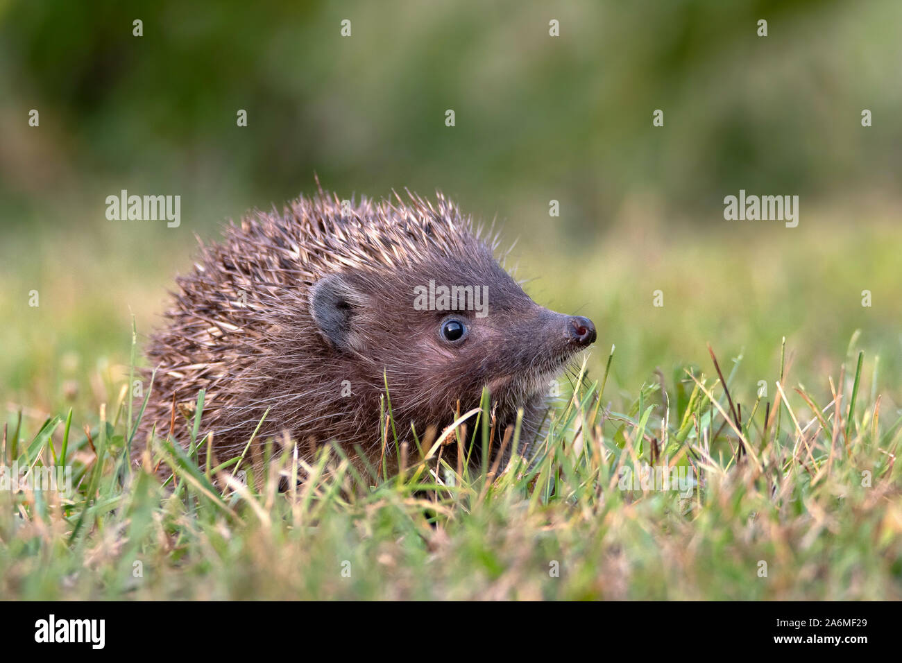 Hedgehog. Northern whitebreasted hedgehog Erinaceus roumanicus Stock