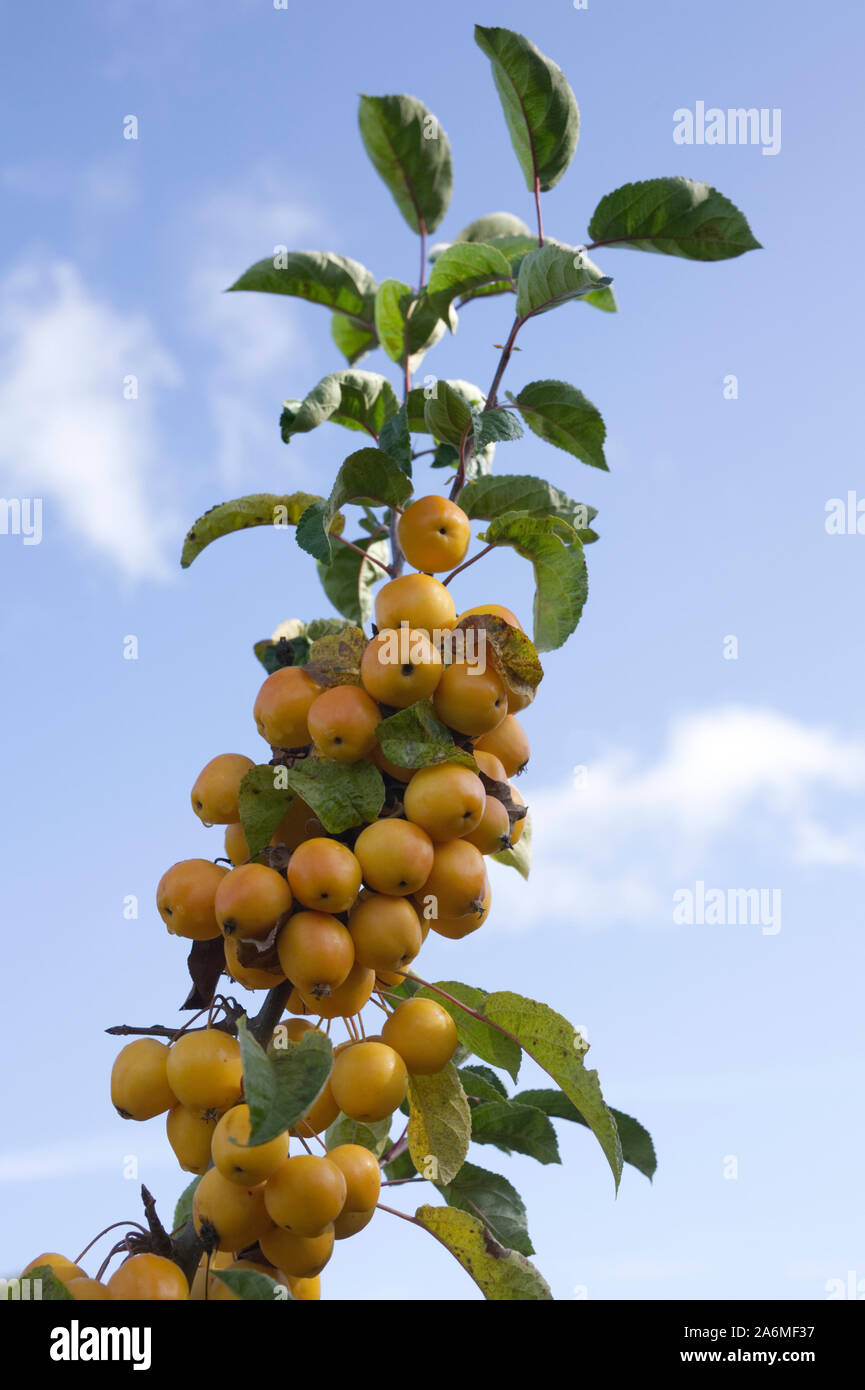 Crab Apple 'Golden Hornet' Stock Photo