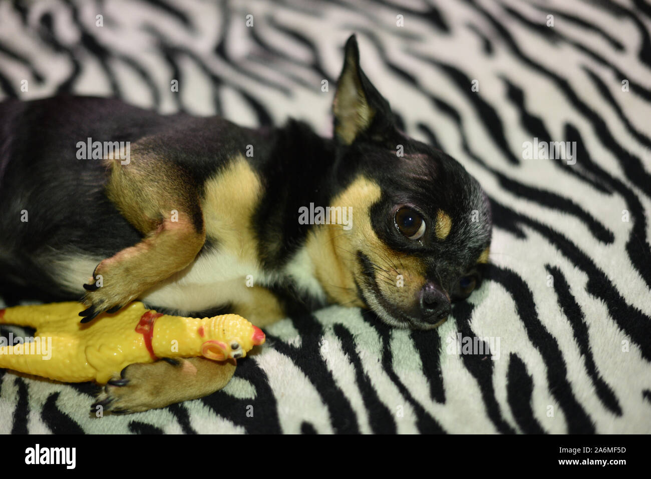 Short Haired Dog Cable Red Haired Chihuahua Lies And Sits On A