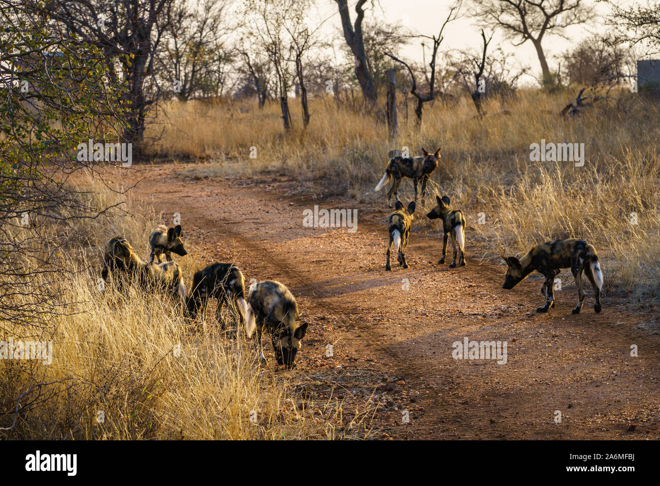 a pack of wild dogs in kruger national park in mpumalanga in south africa Stock Photo