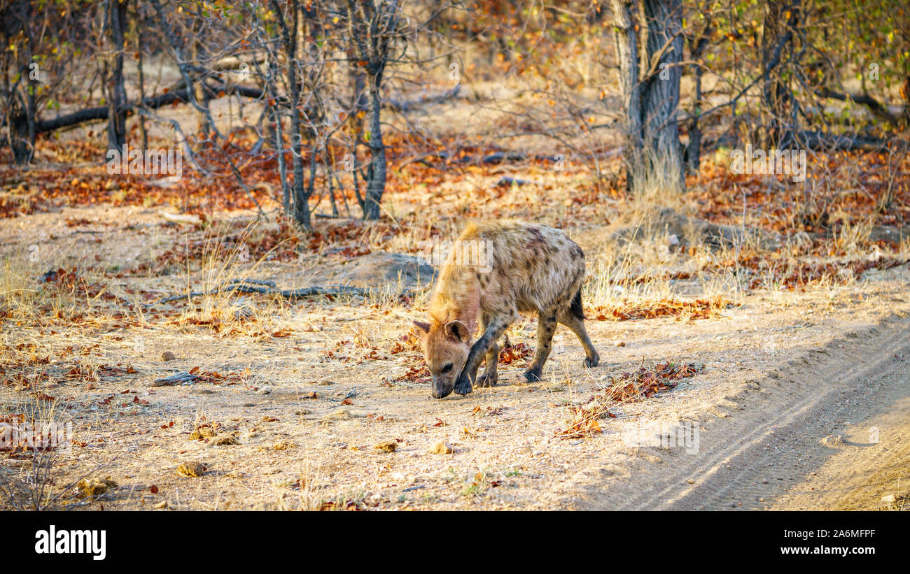 wild hyena in kruger national park in mpumalanga in south africa Stock Photo