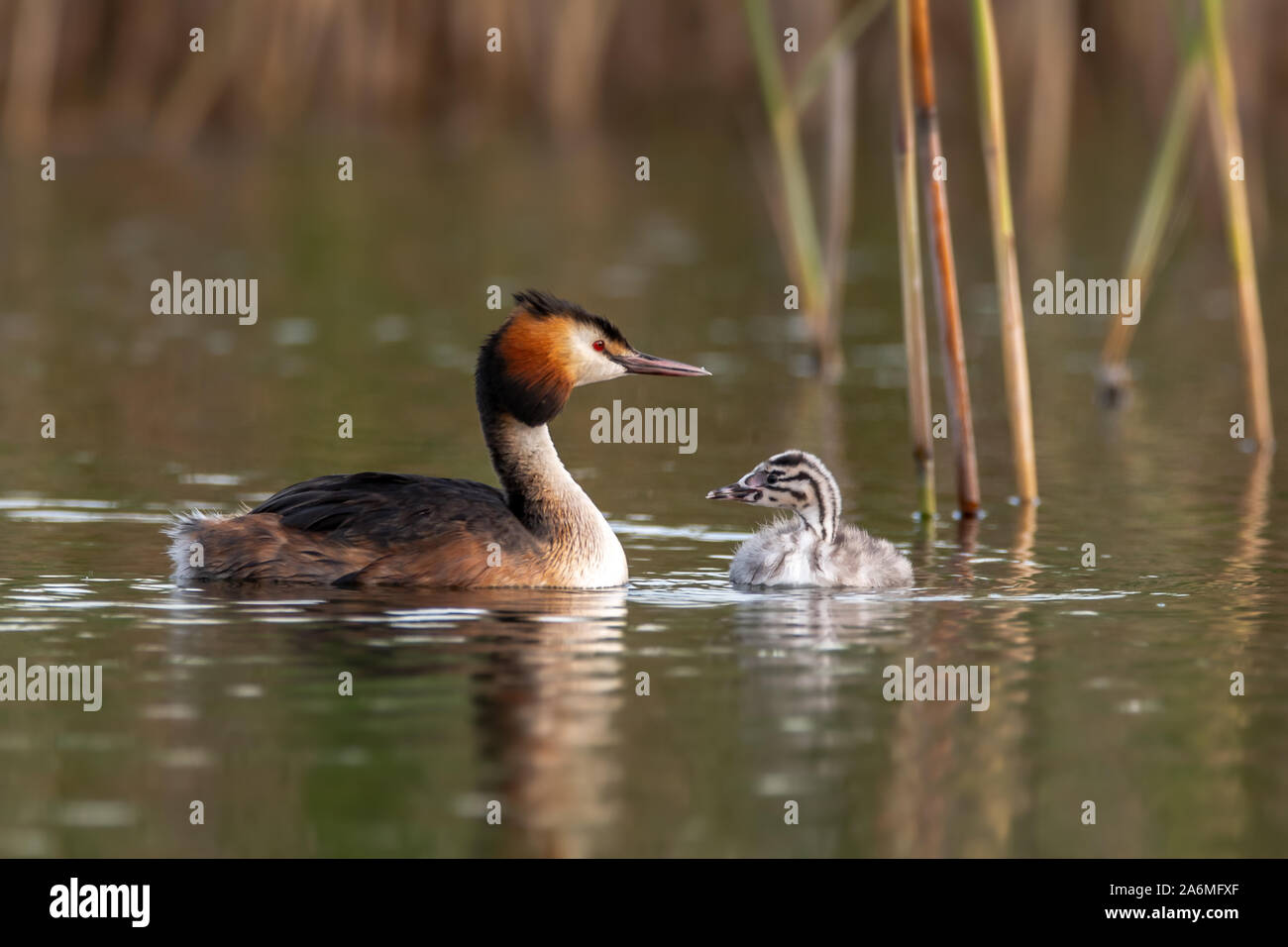 Great crested grebe, Podiceps cristatus. Juvenile with adult . Stock Photo