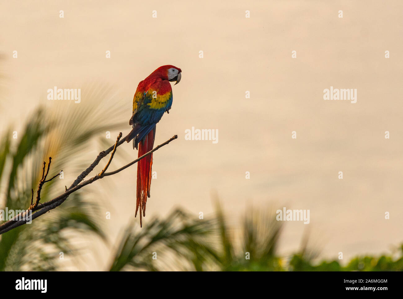 A Beautiful and Colorful Scarlet Macaw on the Osa Peninsula in Costa Rica Stock Photo