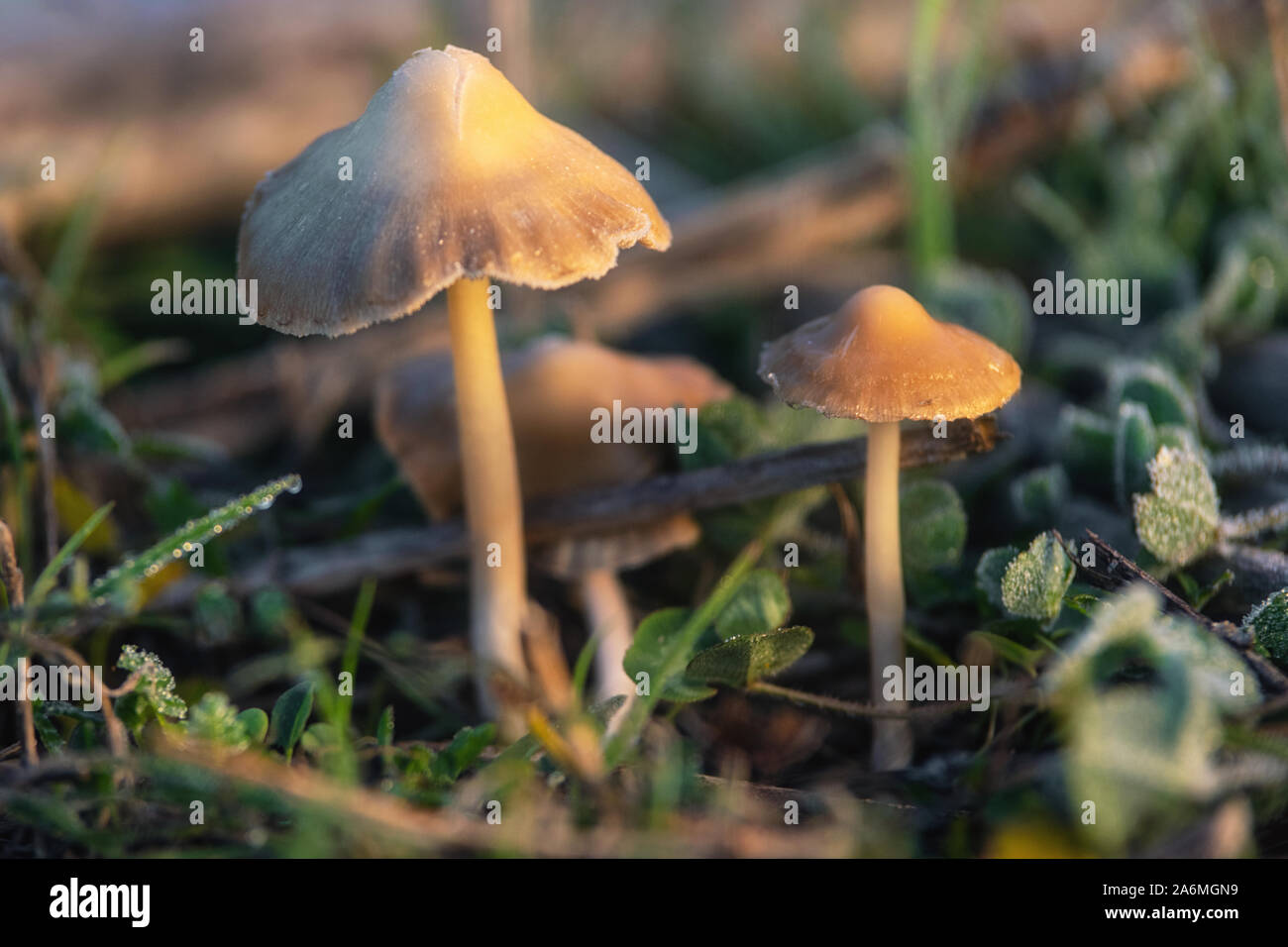 Hallucinogenic Liberty Cap Mushrooms or Psilocybe semilanceata in the green grass background close up . Stock Photo
