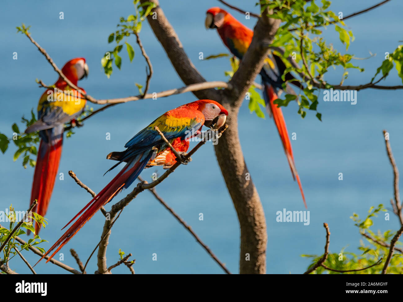 Beautiful Scarlet Macaws in the Tropical Forest of Costa Rica Stock Photo