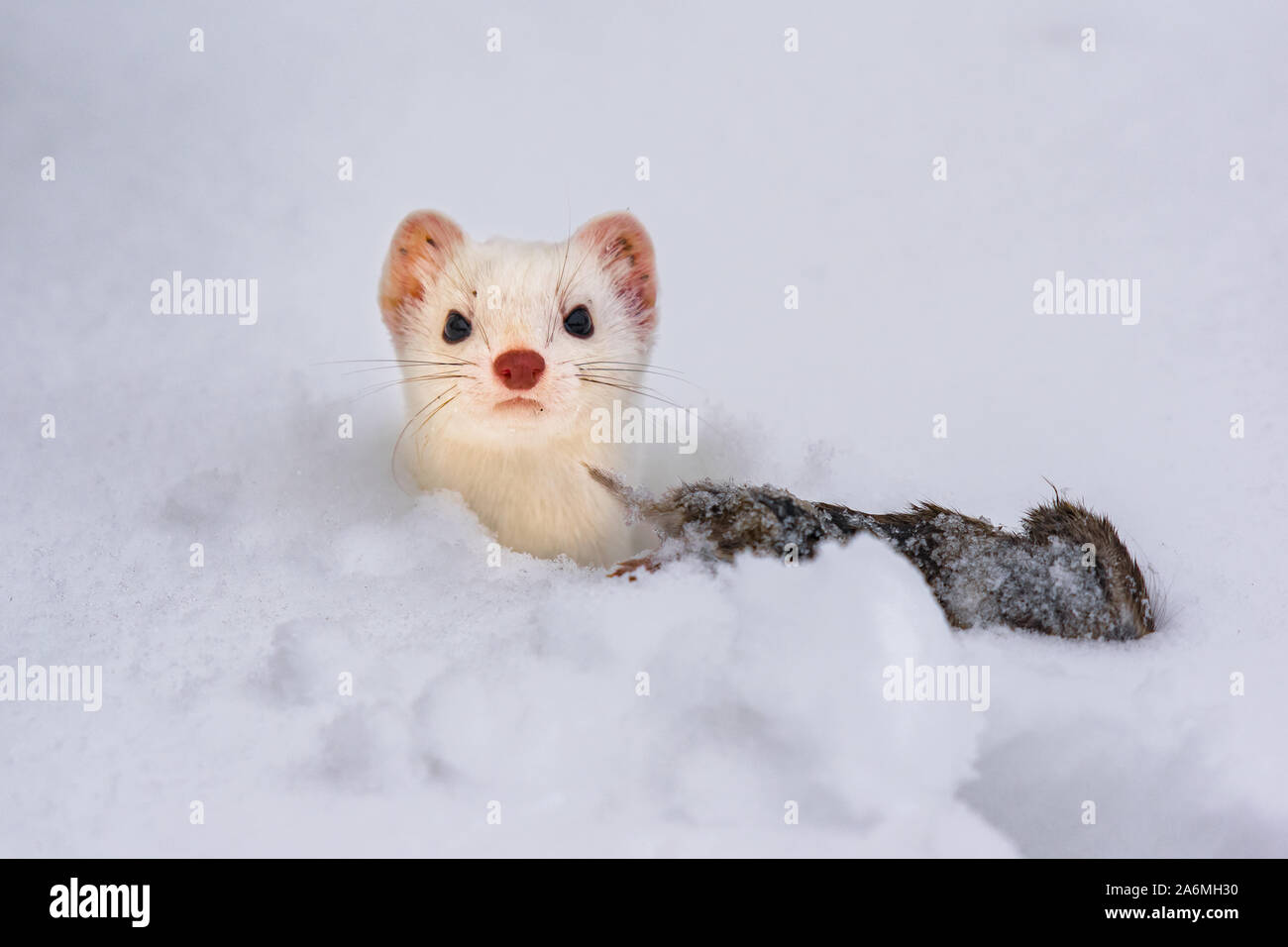 An Ermine in Winter Coat with its Prey Stock Photo