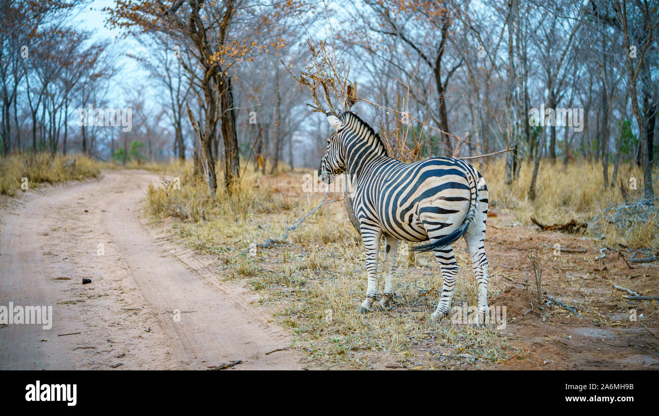 wild zebra in kruger national park in mpumalanga in south africa Stock Photo