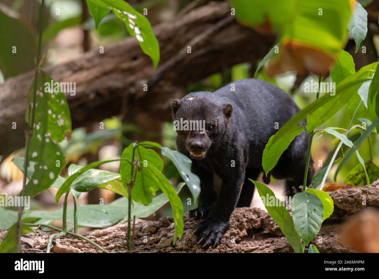 A Tayra Growling Caught in the Neotropical Forest of Costa Rica Stock Photo