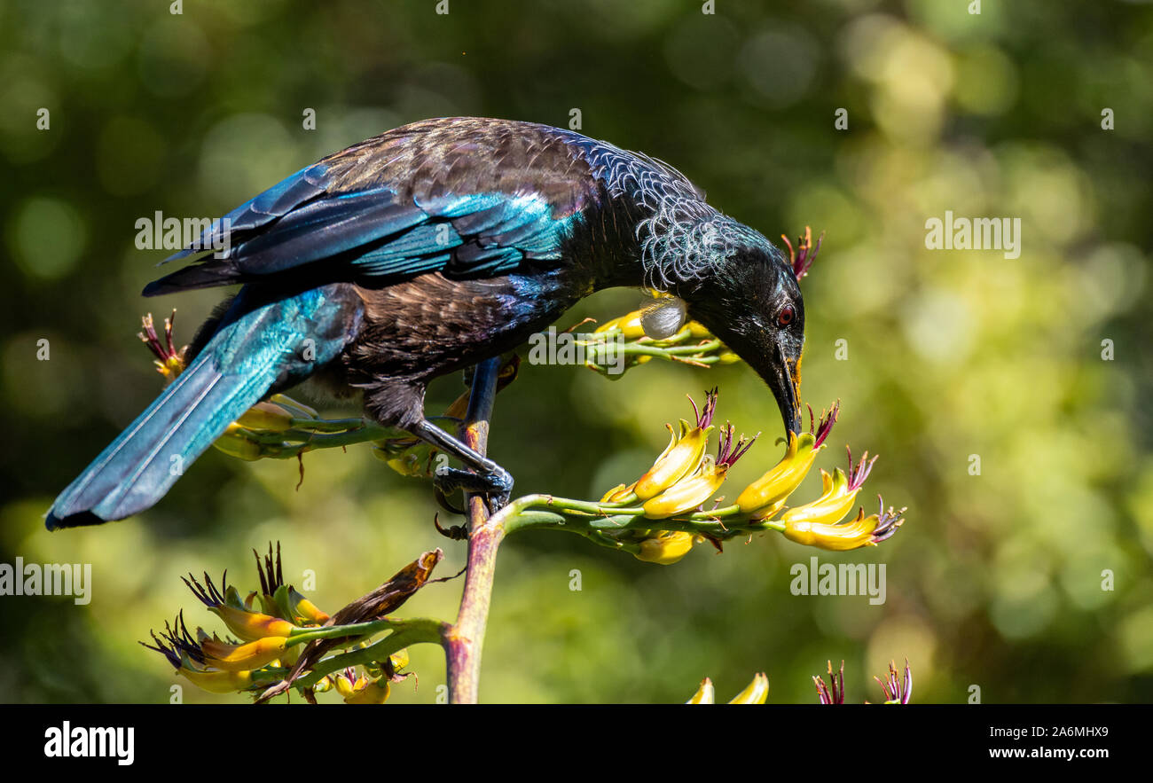 A Beautiful Tui Showing Off Its White Neck Feathers and Iridescent Feathers Stock Photo