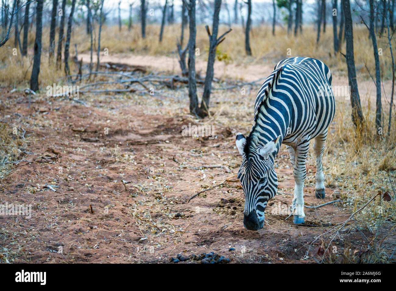 wild zebra in kruger national park in mpumalanga in south africa Stock Photo