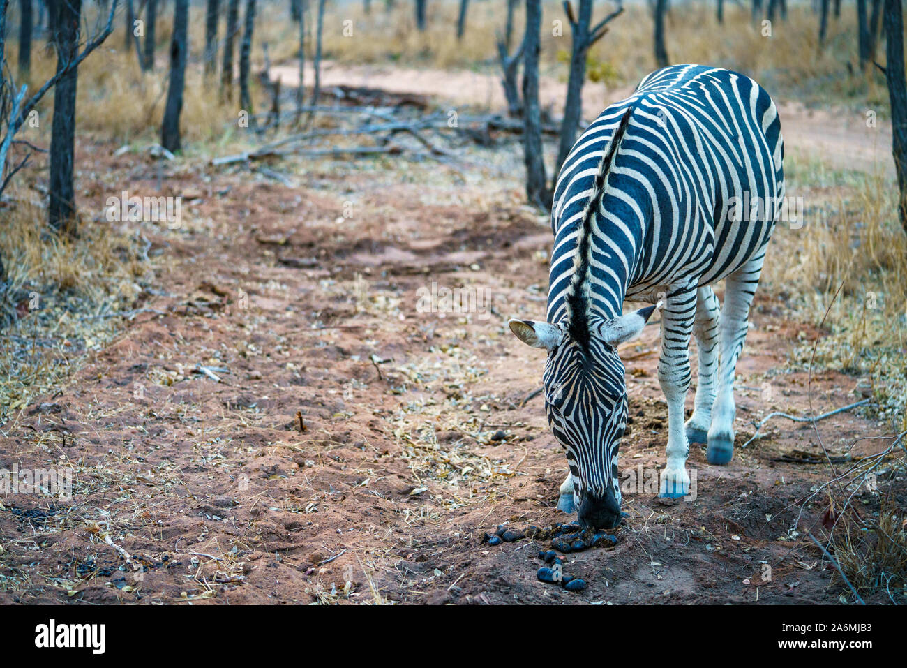 wild zebra in kruger national park in mpumalanga in south africa Stock Photo