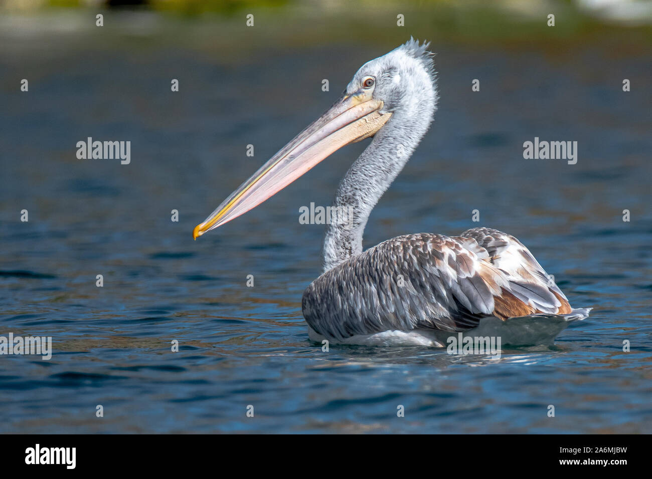 Dalmatian pelican - Pelecanus crispus. The most massive member of the pelican family, and perhaps the world's largest freshwater bird. Stock Photo