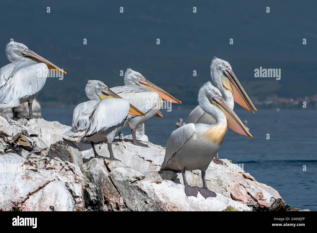 Dalmatian pelican - Pelecanus crispus. The most massive member of the pelican family, and perhaps the world's largest freshwater bird. Stock Photo