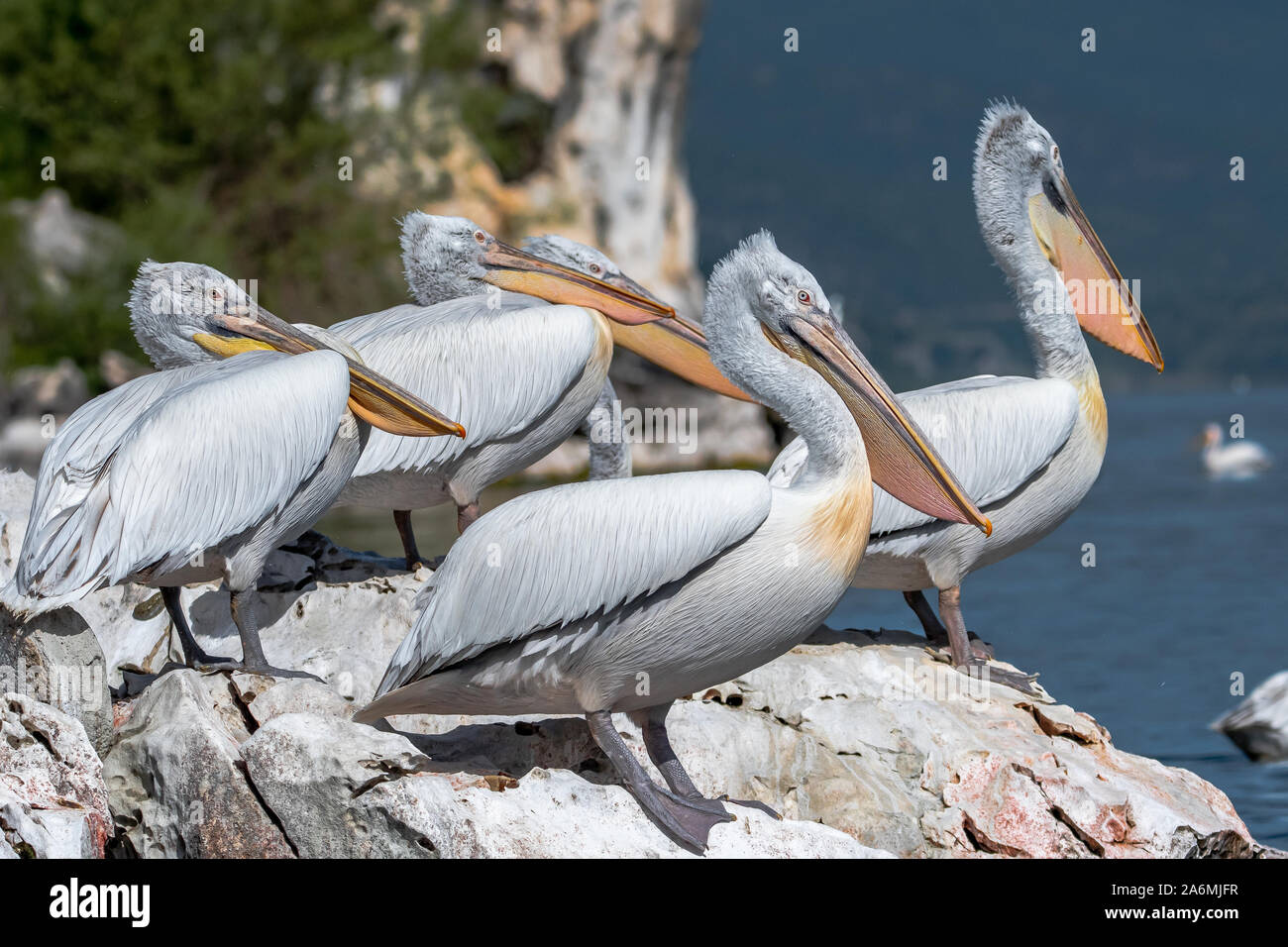 Dalmatian pelican - Pelecanus crispus. The most massive member of the pelican family, and perhaps the world's largest freshwater bird. Stock Photo