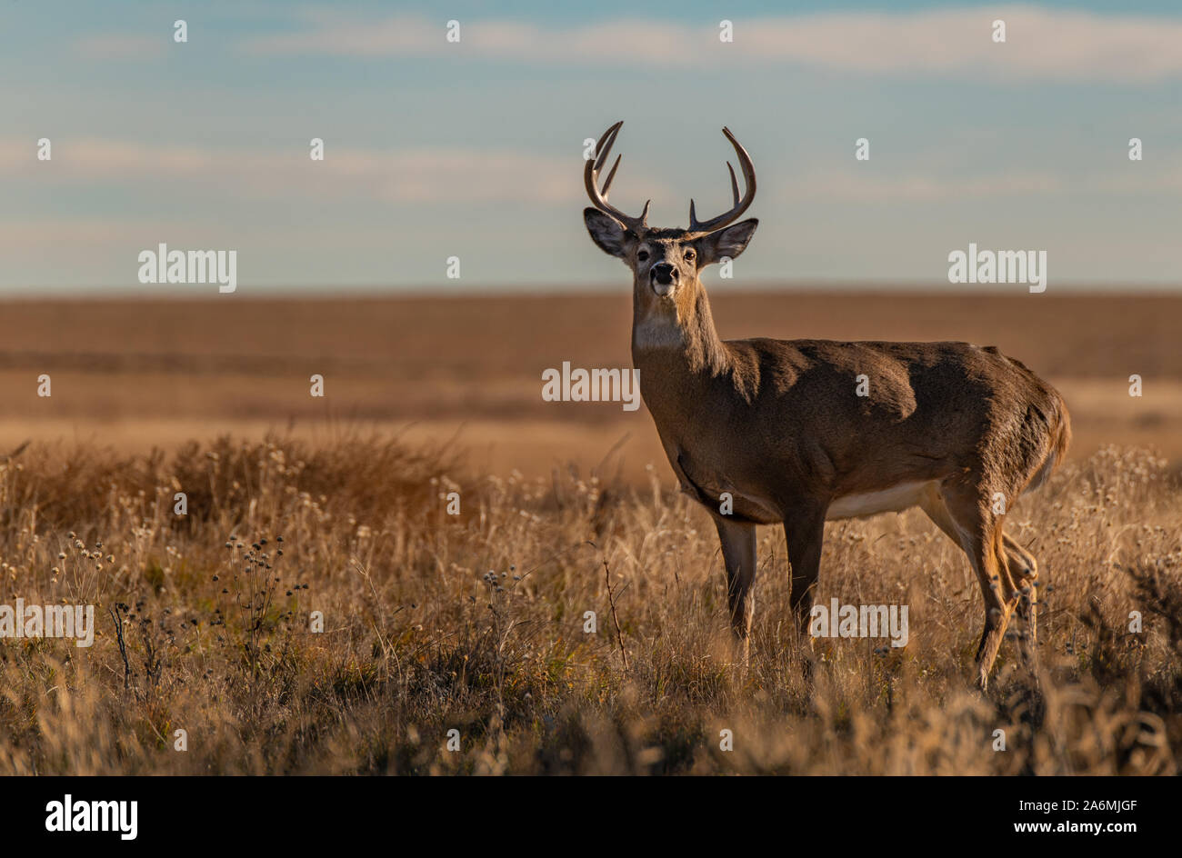A Handsome White-tailed Deer Buck on a Brisk Autumn Morning Stock Photo