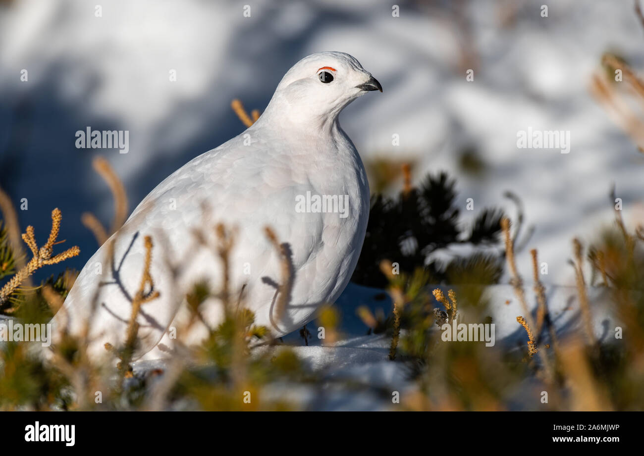 A White-tailed Ptarmigan Hiding in Plain Sight Stock Photo