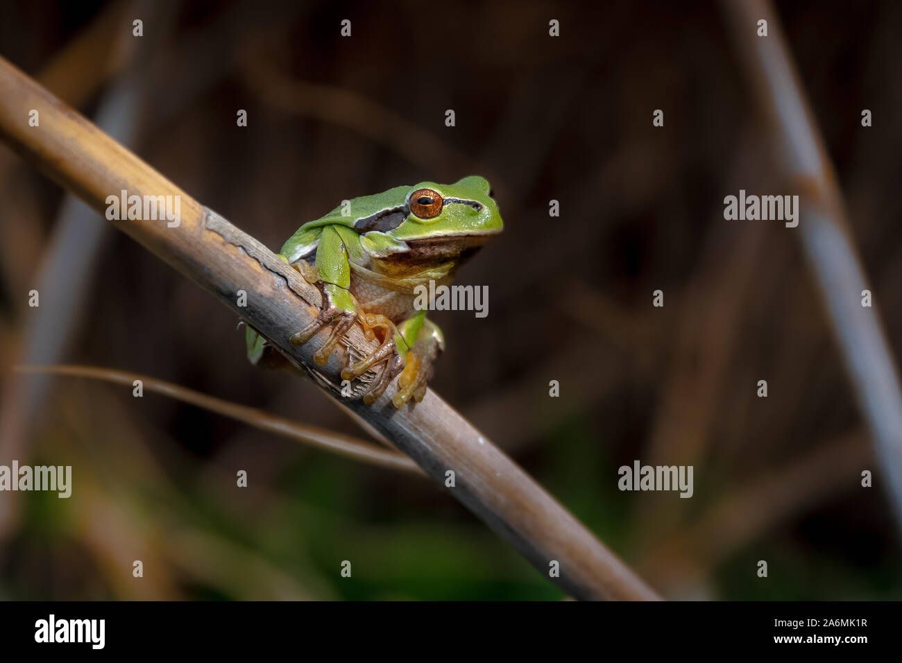 Tree frog close up skin hi-res stock photography and images - Alamy
