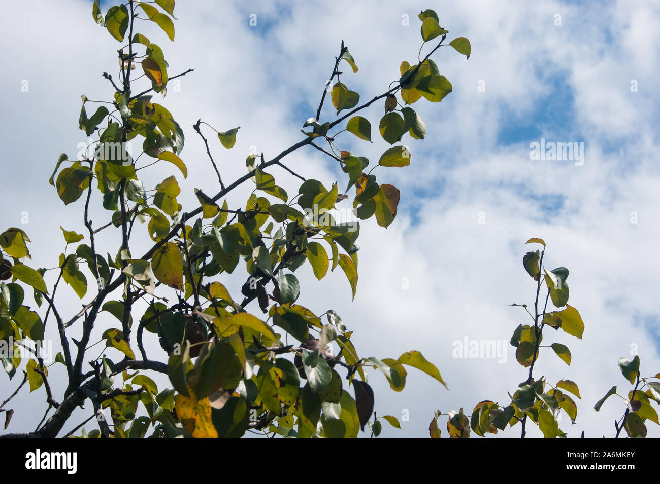 Tree branches with green leaves on a background of blue sky with white ...