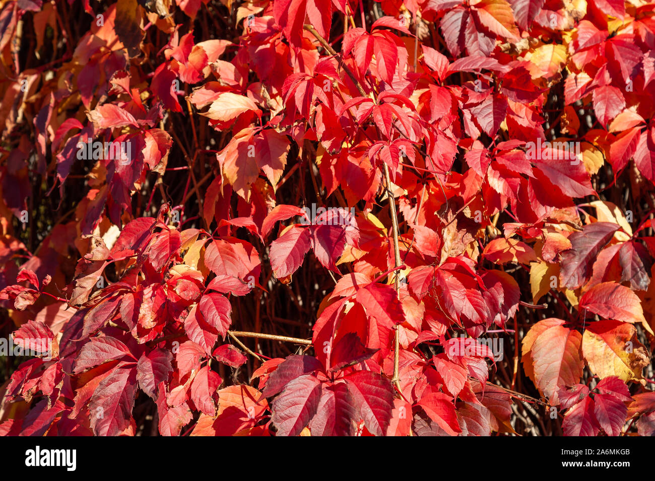 Wild wine is climbing up a wall. In autumn the color changes to a vibrant red. The wall is fully covered by this beautiful plant. Stock Photo