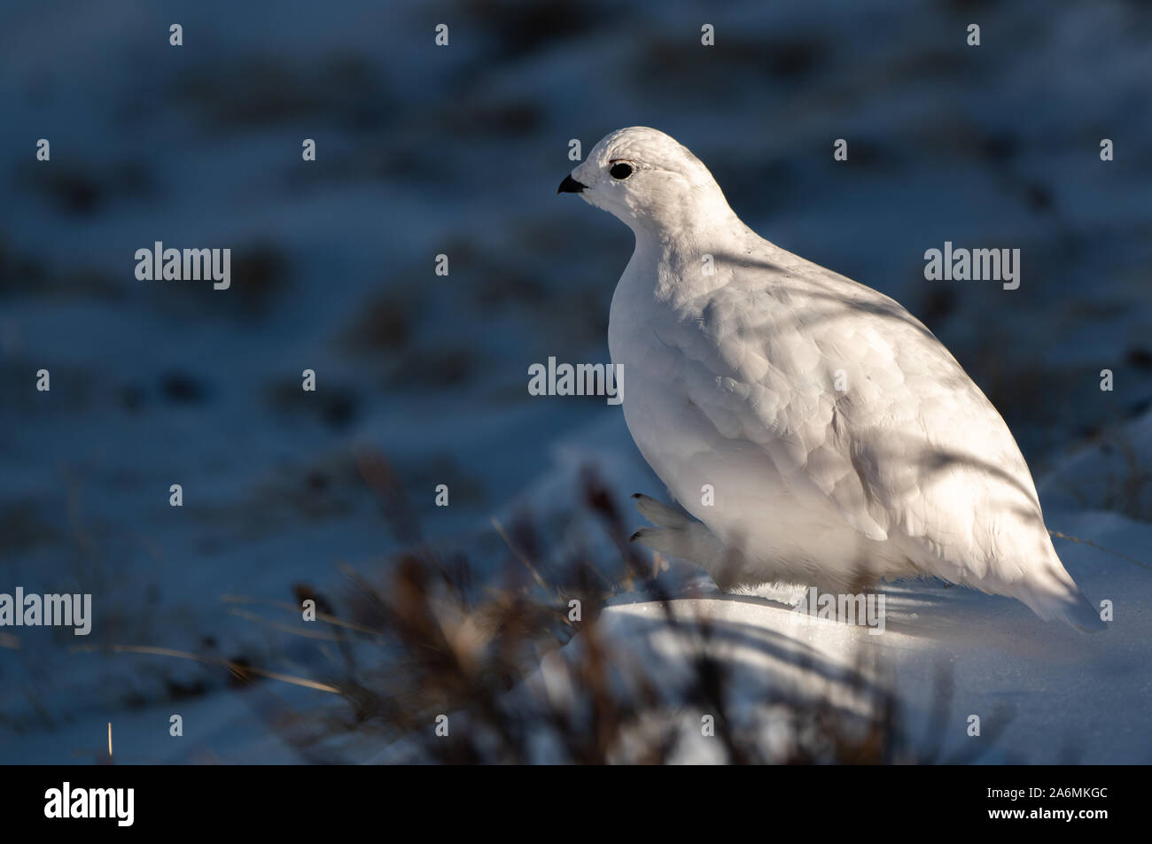 A White-tailed Ptarmigan Hiding in Plain Sight Stock Photo