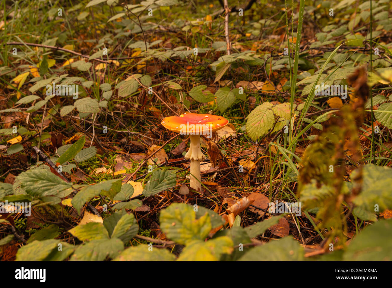 Toadstool in the sunny forest Stock Photo