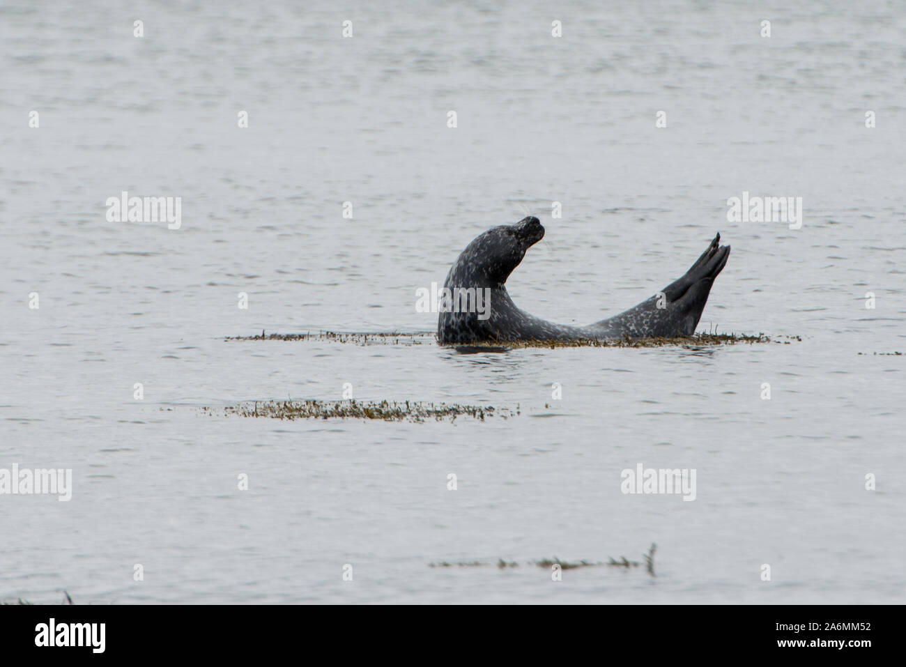 Common or harbour seal on the shore of Loch Fleet National Nature reserve, near Dornoch, Scotland Stock Photo