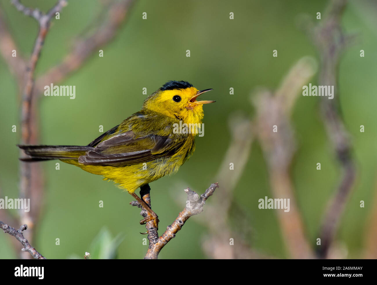 A Beautiful Wilson's Warbler Singing on a Spring Morning Stock Photo