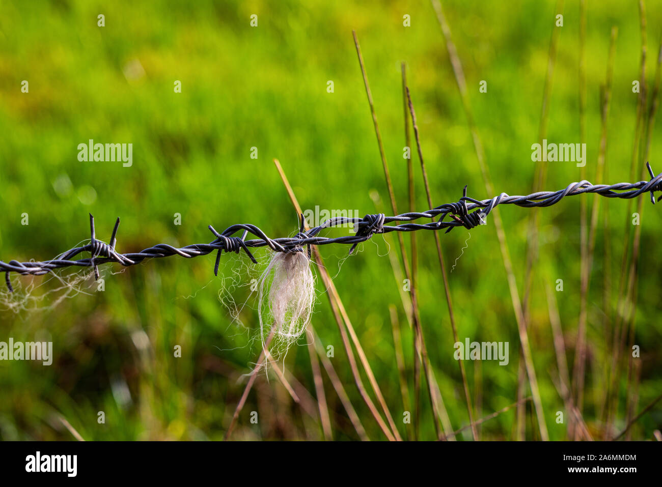 Barbed wire with animal hair Stock Photo