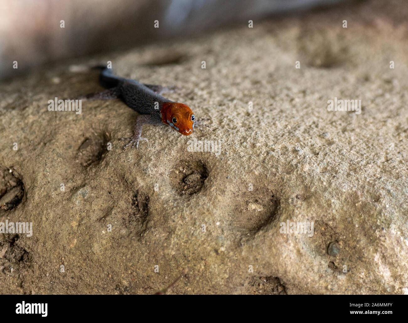 A Yellow-headed Gecko on a Rock in Costa Rica Stock Photo
