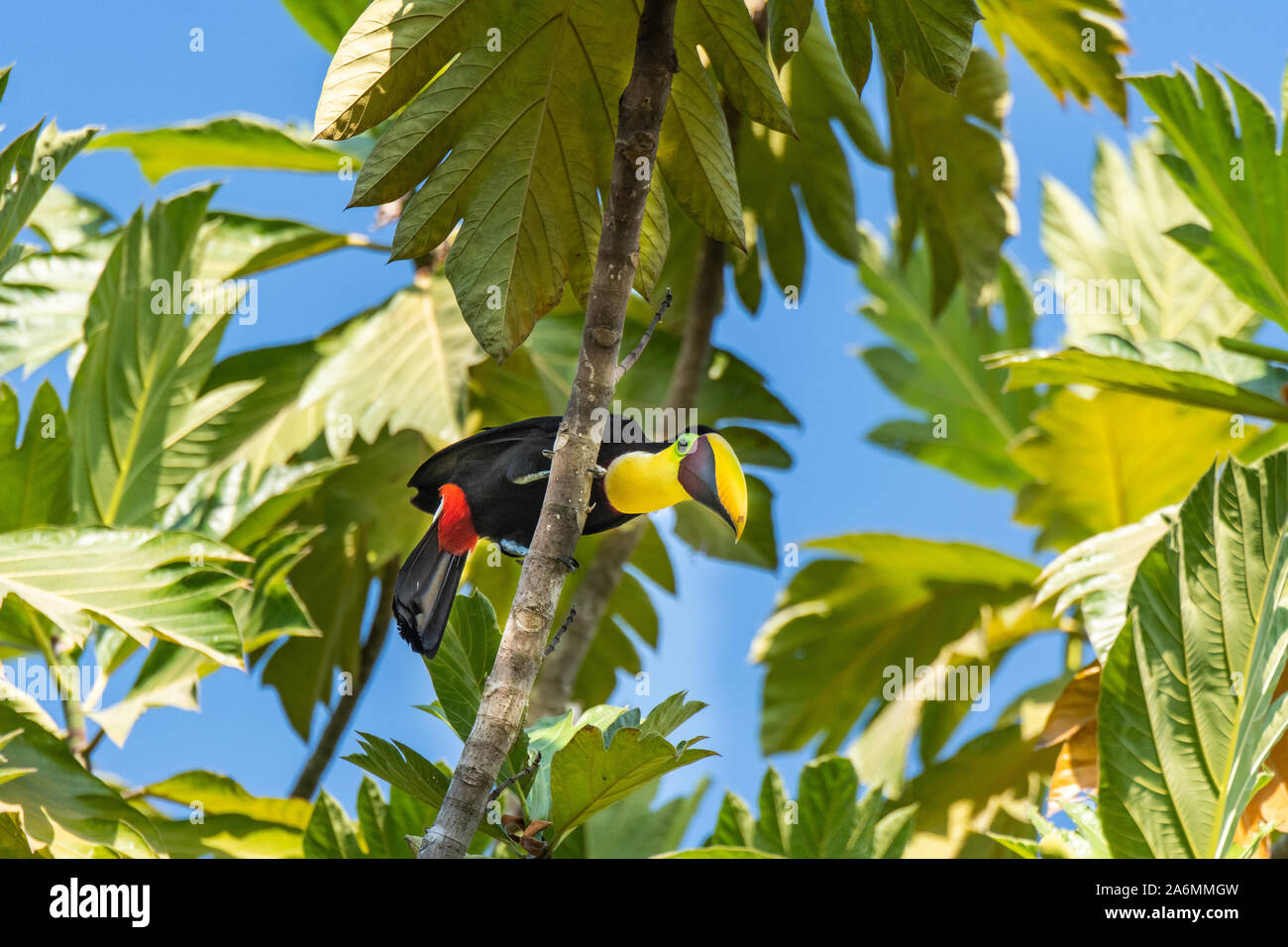 A Yellow-throated Toucan and its Giant Beak Observing Ground Activity Stock Photo