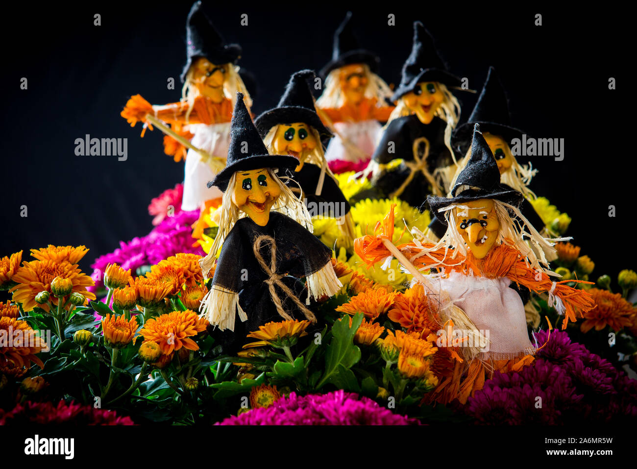 Halloween witches with garden flowers against a black background Stock