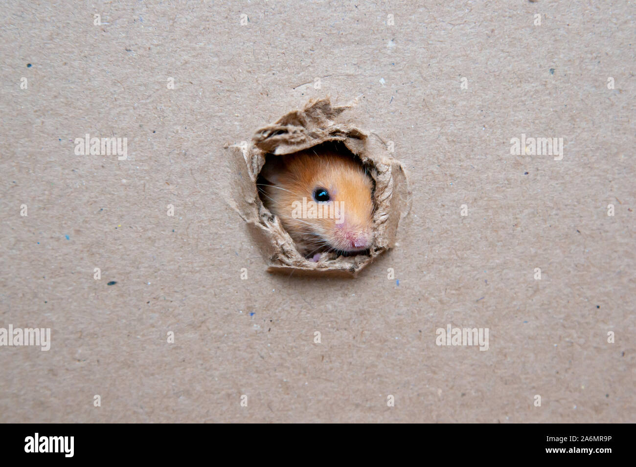 Little rat gnawed a hole in the box Stock Photo