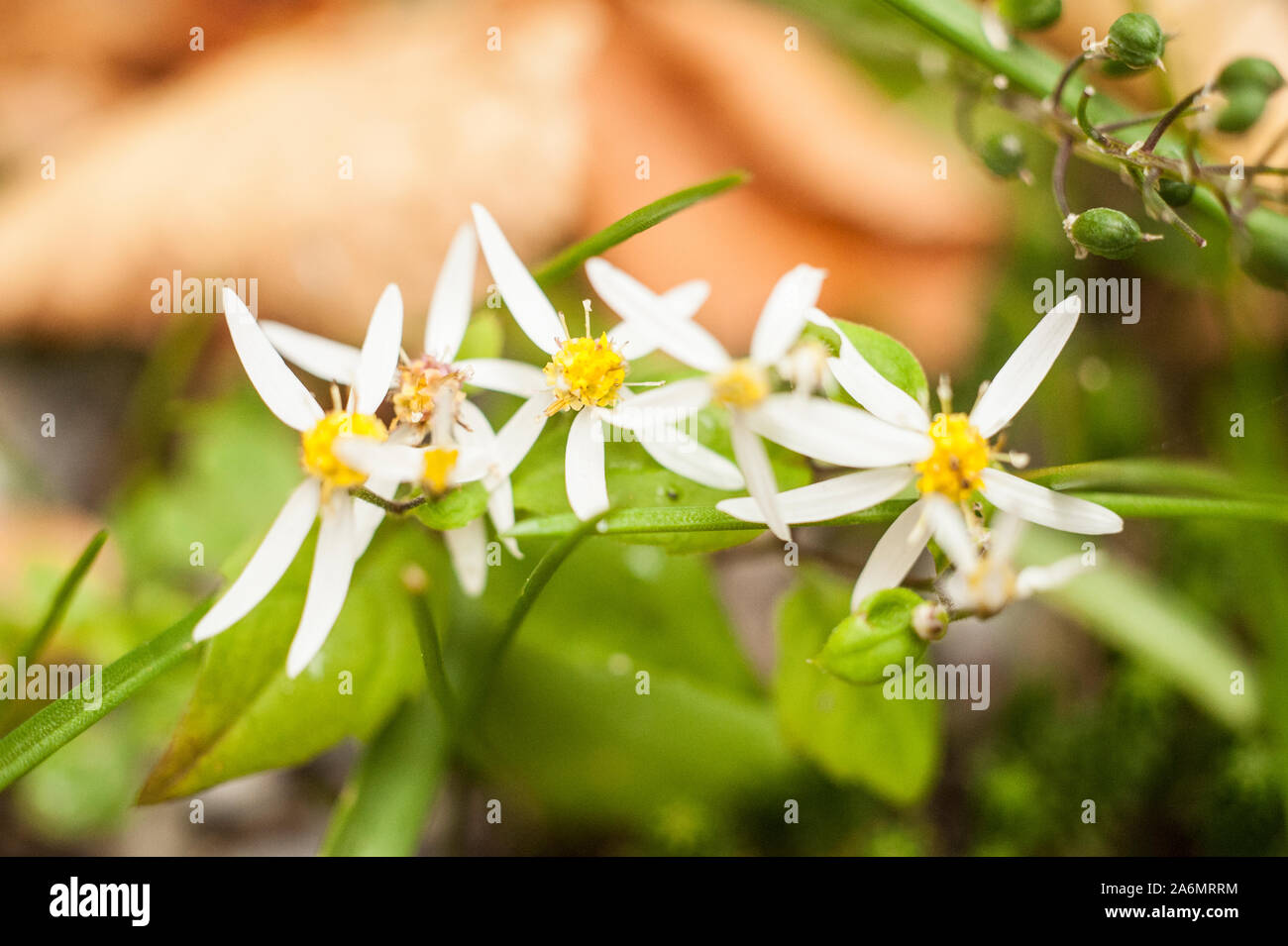 Flat-Topped Aster Stock Photo