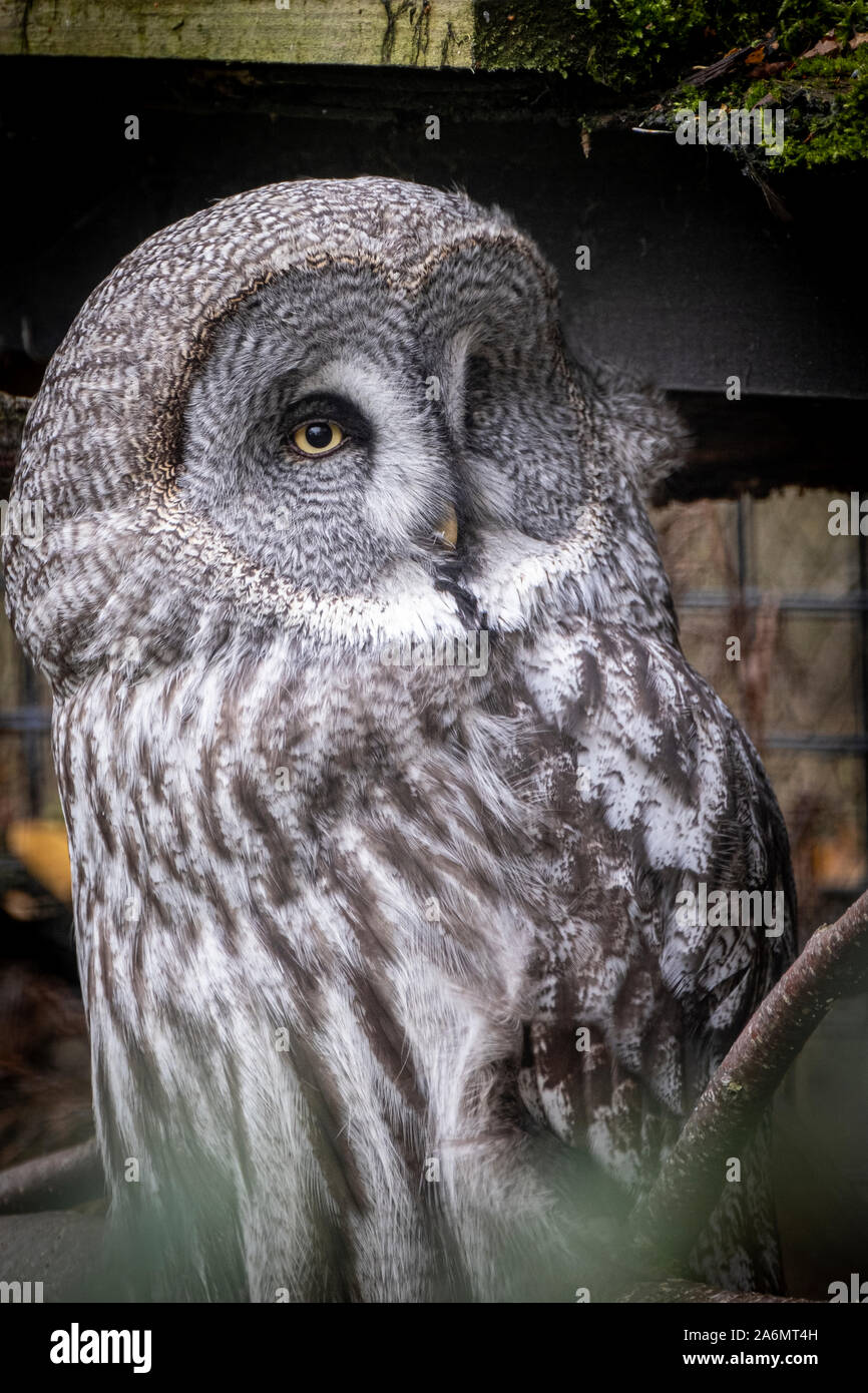 A Great Grey Owl at the Highland Wildlife Centre, Newtonmore in the Scottish Highlands. Stock Photo