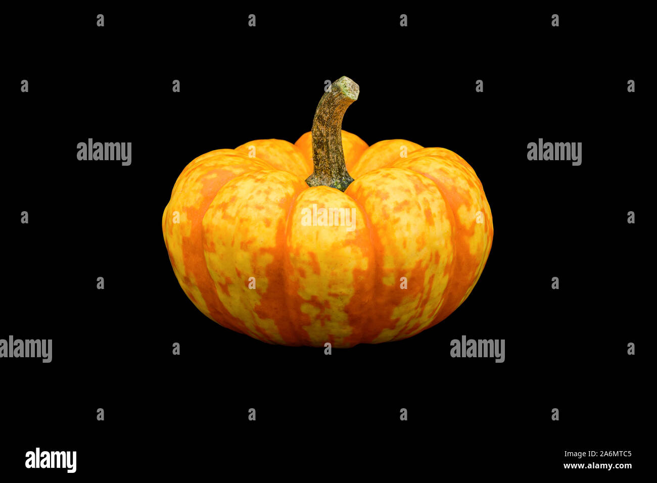 A single mini pumpkin isolated on black background. Stock Photo