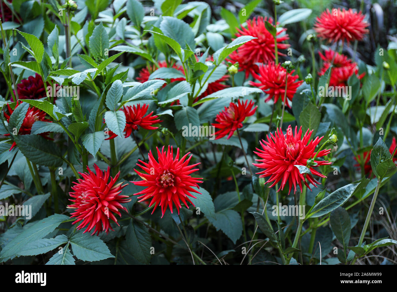 Red semi-cactus dahlias in a park Stock Photo